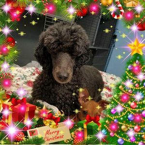 Meet your Posher, Susan